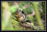 baby squirrel chewing nuts