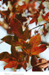 ADSC_6564