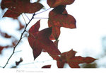 ADSC_6582