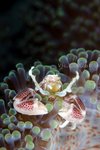 Diving