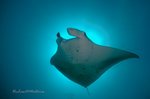 Diving