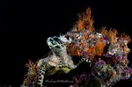Diving