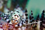 Diving