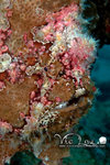 Diving
