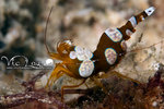 Diving