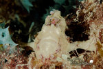 Diving