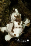 Diving