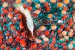 Diving