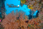 Diving
