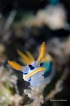 Diving