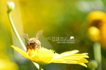 VIC_3539