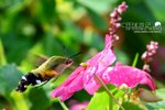 VIC_3567